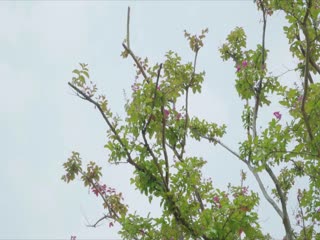 校花沦为性玩物暴露调教-TS高清视频播放